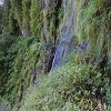 Plants: image 64 Of 208 Thumb